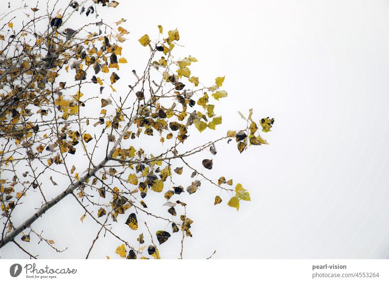 autumn leaves Branches and twigs foliage Poplar Leaf Bleak Cold Gray Gloomy Fog Twig Calm Deciduous tree cloudy day Exterior shot Colour photo Autumnal weather