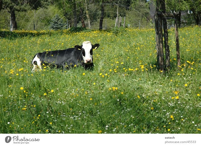 cow in the grass Cow Meadow Grass Switzerland Bull Cattle Transport Nature Landscape Muni