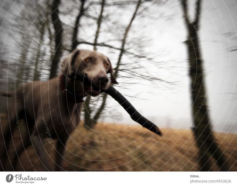 Tia - dog with branch on the way through forest and meadow Dog Weimaraner Forest Branch Stick Walking Movement In transit Landscape Nature Marsh Bog Tree spring