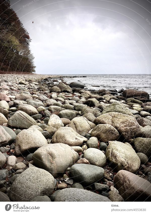 Rügen blanks stones coast Baltic Sea Beach Ocean Tree Water Sky Clouds pebble bank Nature Landscape Rubble