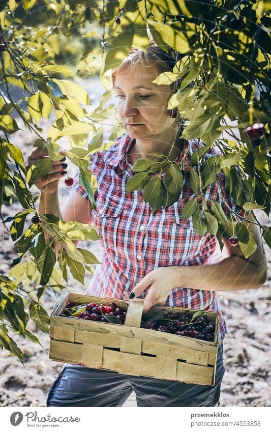 Woman picking cherries in orchard. Gardener working in garden cherry fruit farmer gardener woman harvest gathering juicy growth horizontal freshness harvesting