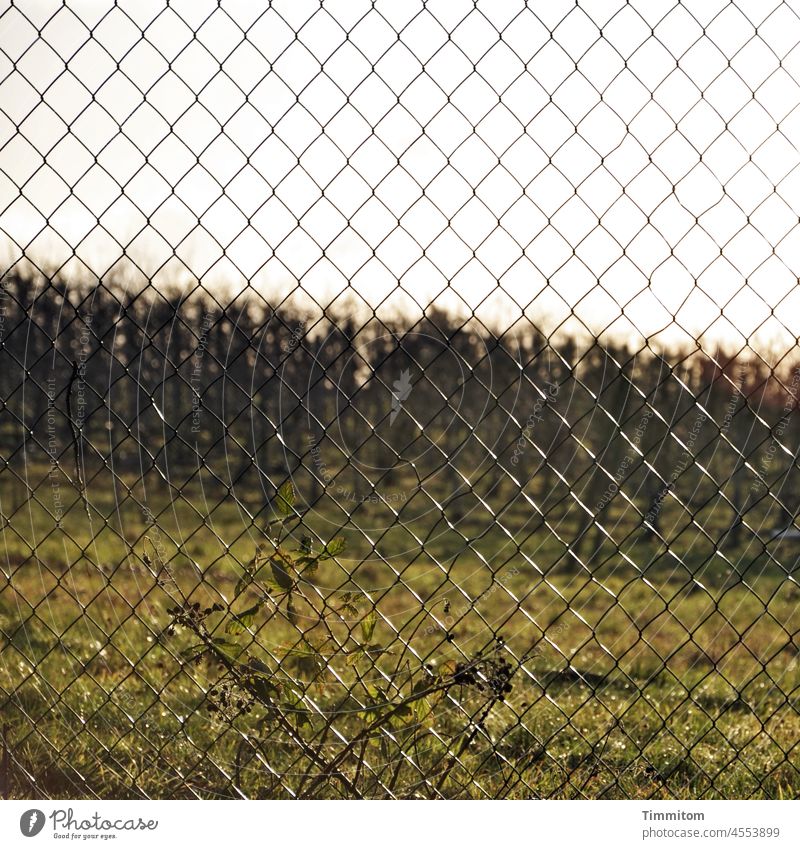 Close-meshed Wire netting fence Metal Vineyard Vines close-knit Sky Shallow depth of field Grass Exterior shot Colour photo Deserted Day Detail Barrier Fence