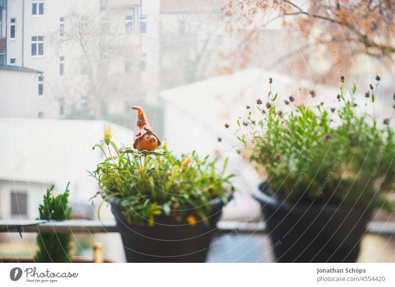 Balcony plants in winter in front of a backyard Winter Backyard Courtyard Dwarf decoration Fog outlook Residential area dwell House (Residential Structure)
