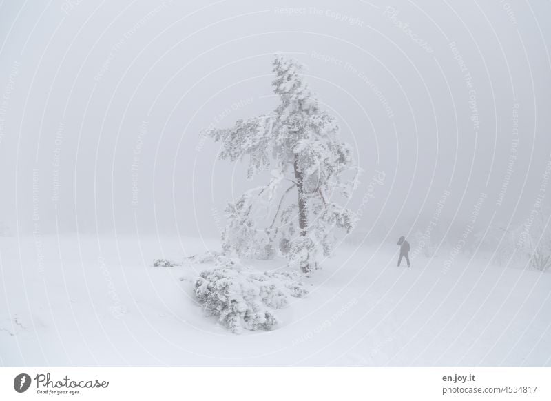 Man against nature Winter Snow Ice Frost Tree snow-covered foggy Winter mood Winter's day Snow layer Snowscape chill winter landscape White Freeze Seasons Cold