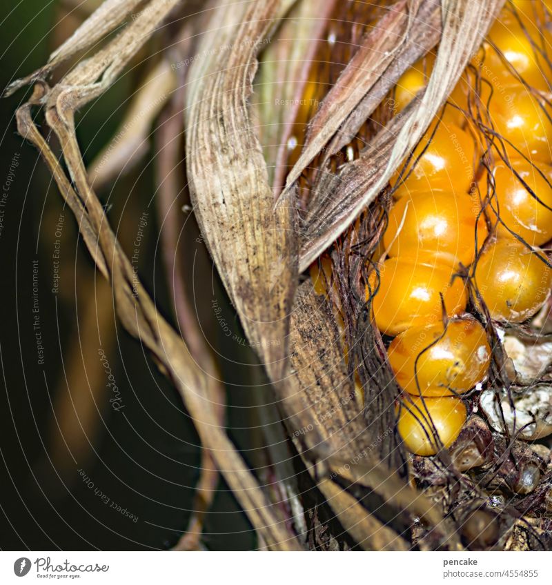 goldzähne Mais Maiskolben golden Nahaufnahme Detail Detailaufnahme Lebensmittel Futter Ernte Landwirtschaft