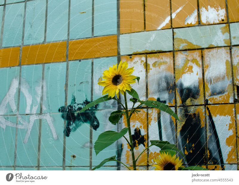 Sunflower in front of a graffitied wall Wall (building) Tile Weathered house wall Subdued colour Adhesive residues Vandalism lost places Blossoming Colour