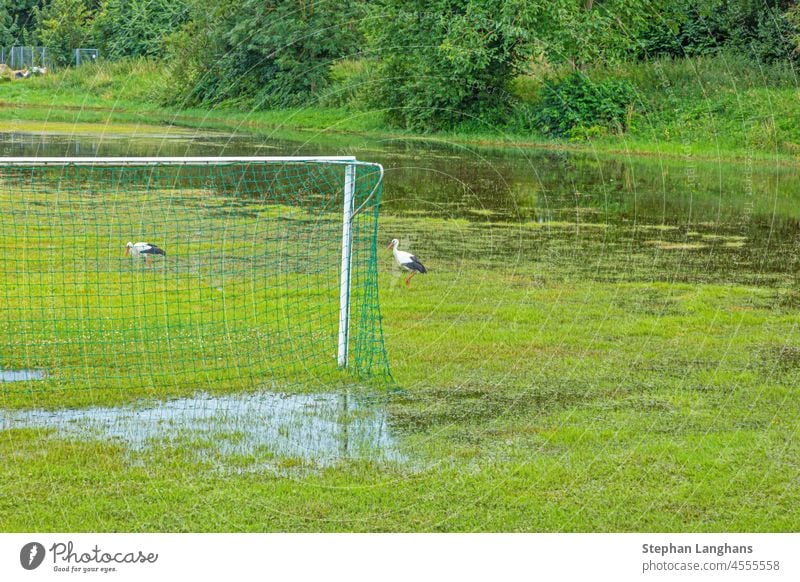 Picture of a flooded soccer field after heavy rain with patrolling storks looking for food water wet nature environment grass football green sport activity
