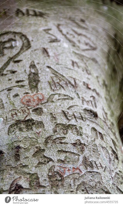 Letters carved into a tree engraved Tree Nature Subdued colour Colour photo Exterior shot Deserted Day Forest Plant Environment naturally Green Tree trunk Brown