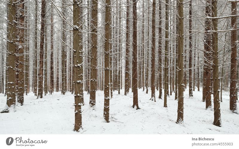Pine tree trunks stand parallel in the snow, completely without foliage. pines Leafless Snow Winter White reddishly Season Cold Monochrome Nature Frost
