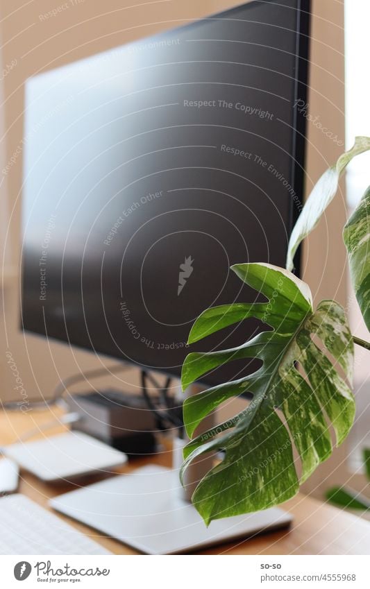 Work table with screen and rare plant Monstera Variegata Albo. Workplace worktable home office Remote jobs remote Plant variegata Screen monstera albo