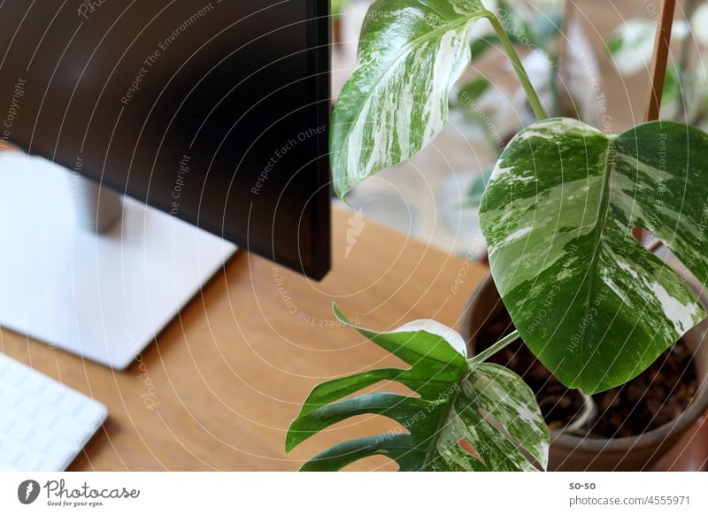 Work table with screen, keyboard and rare plant Monstera Variegata Albo. Workplace lifestyle at home deliciosa monster worktable monstera albo remote