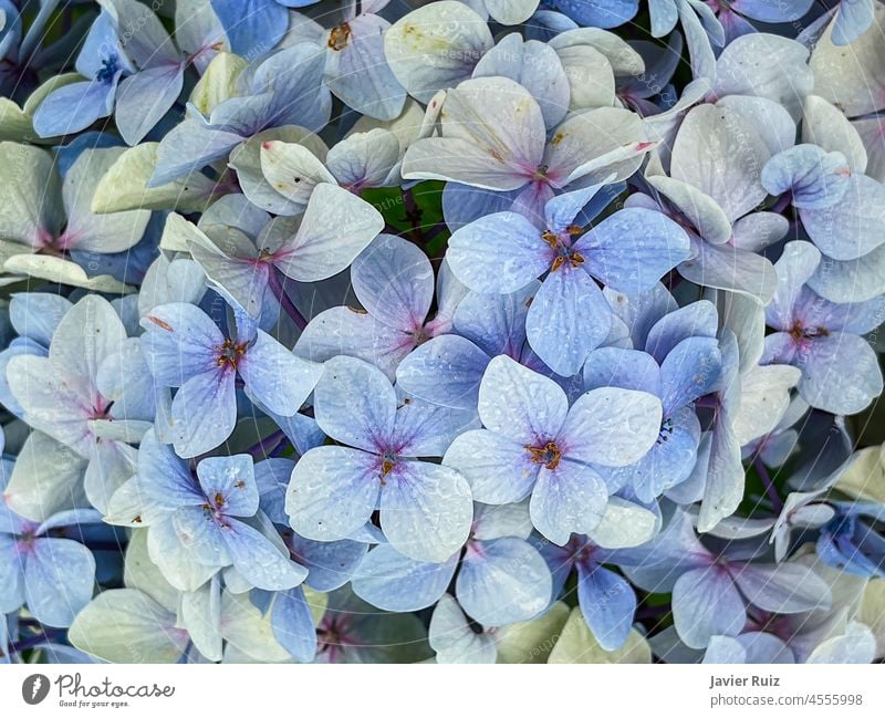 close up of bluish hydrangeas, blue floral background, natural pattern, floral texture, horizontal flower white nature petal fresh plant beauty color beautiful