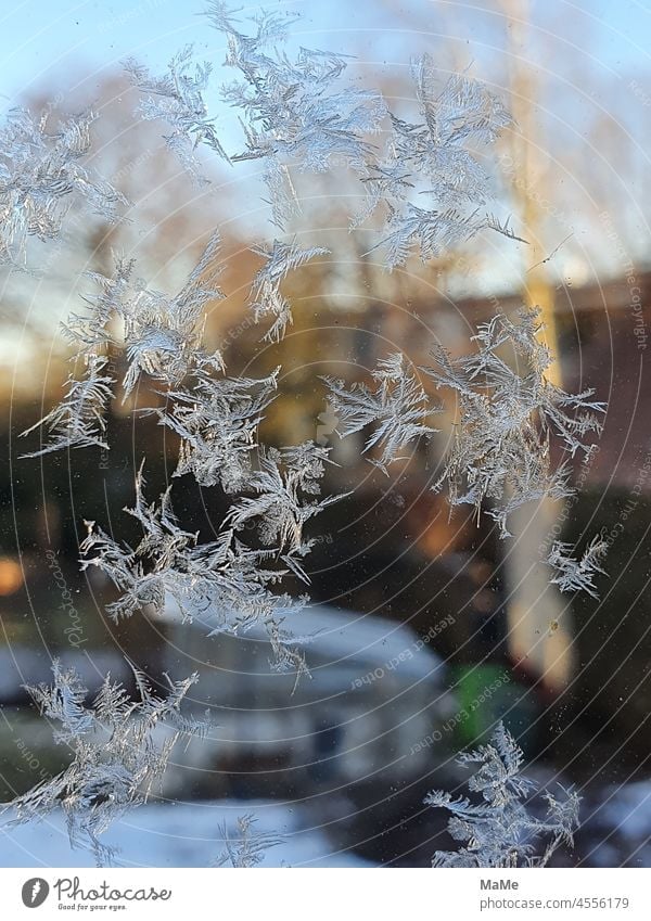 Ice flowers at the window Frostwork ice crystals Snowflake Stars Crystal icily chill Winter Frozen Cold Weather Nature