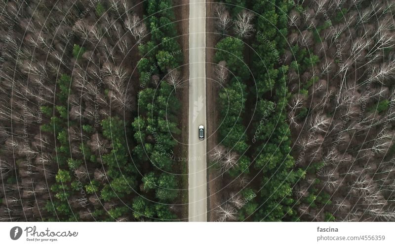 Road through mixed forest, drone aerial view fir bare deciduous straight road autumn car from above fall winter season landscape tree nature background outdoor