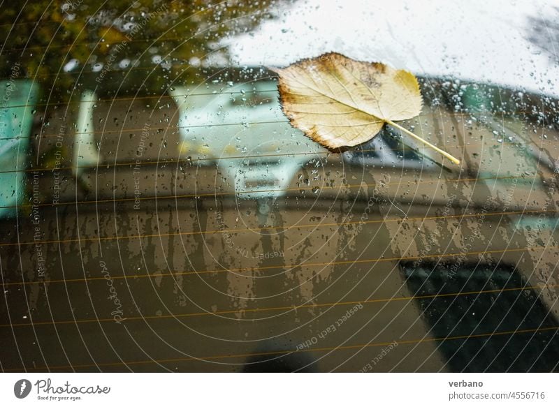 fallen leaf on a car bonnet with reflection a rainy day autumn foliage nature season yellow color tree orange background natural seasonal october plant red