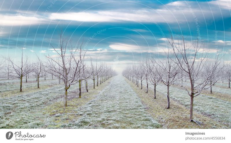 Plantation of fruit trees with beautiful sky background. Plum trees after freezing rain storm in winter and on a day with fog. Winter frosty fruit tree landscape covered with white ice.