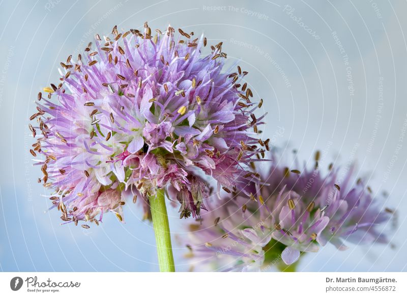 Allium insensiodorum Radić, Amaryllidaceae; an ornamental leek, blooms in September and October allium ornamental garlic from Croatia autumn bloomer