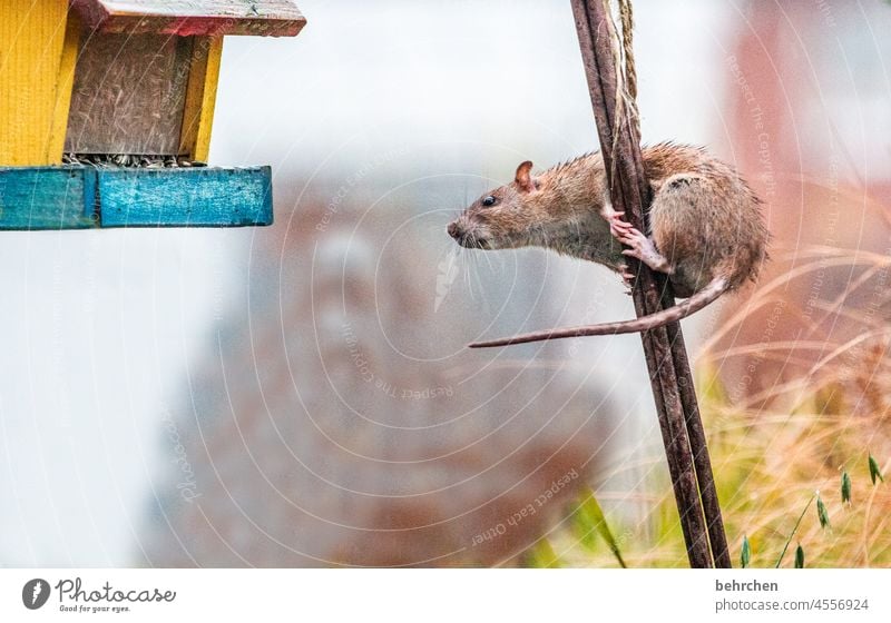 feed thief Mouse Rat Rodent Nature Wild animal Small Brash Garden Observe Curiosity Exterior shot Deserted Cute Love of animals Colour photo Animal Animal face
