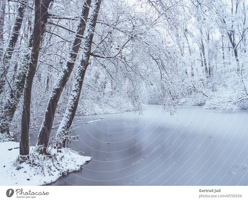 Winter landscape at almost frozen lake with trees Ice Nature Snow Cold Frost Frozen Freeze White Exterior shot Deserted Colour photo Winter mood Lake Lakeside