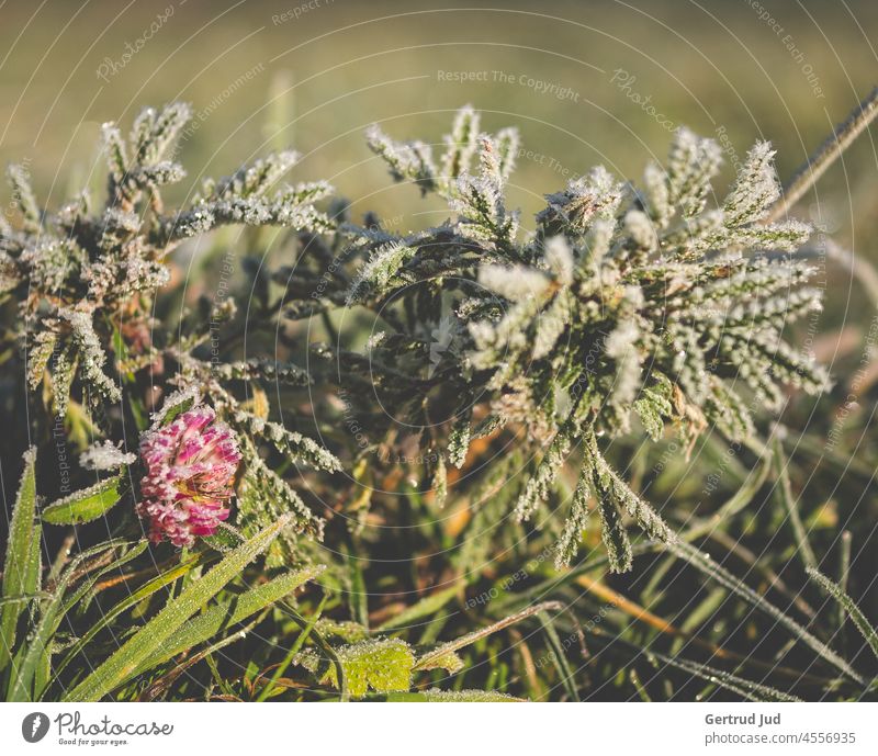 Clover blossom and green plants in the morning in hoarfrost leaves Ice Frost Autumn autumn colours Nature Plant Hoar frost Cold Winter Frozen Exterior shot