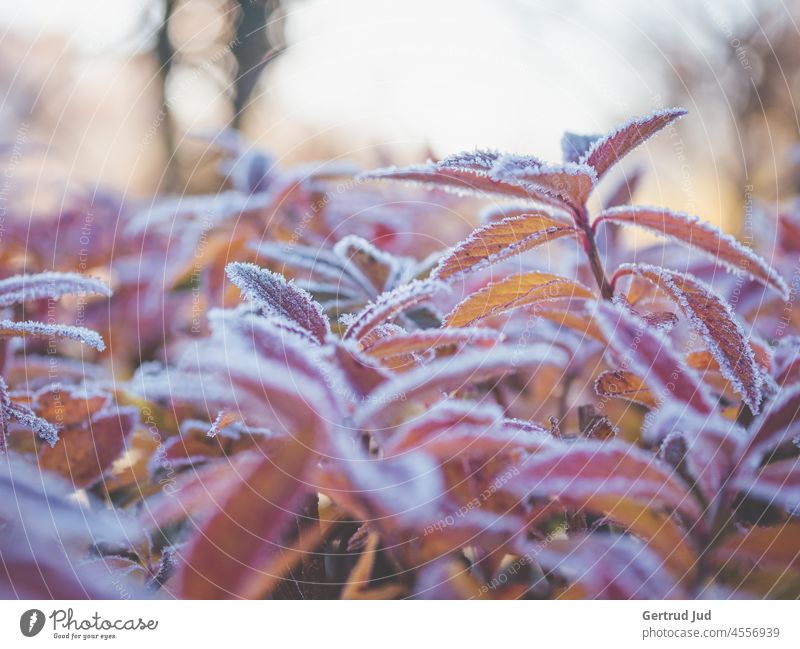 Morning frost on colorful leaves Ice Frost Autumn autumn colours Nature Plant Hoar frost Cold Winter Frozen Ice crystal Freeze Close-up Exterior shot Deserted