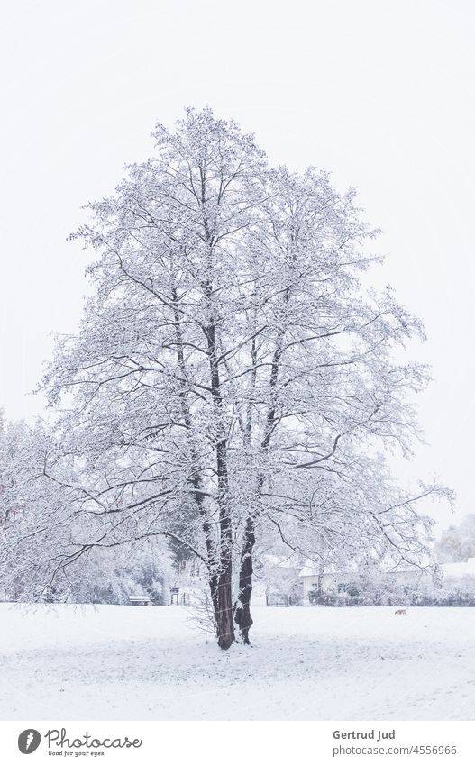 Tree standing alone after snowfall on snowy meadow Ice Nature Snow Cold Winter Frost Frozen Freeze White Exterior shot Hoar frost Plant Deserted Winter mood
