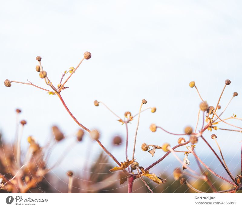Faded summer flowers against a muted sky Flowers and plants Autumn autumn colours Nature Plant Colour photo Exterior shot naturally faded away Shriveled Sky