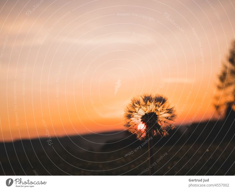 Dandelion stands in the morning red in front of the rising sun Goldenhour Autumn autumn colours Sunrise atmospheric dawn Dawn Sky clearer in the sky