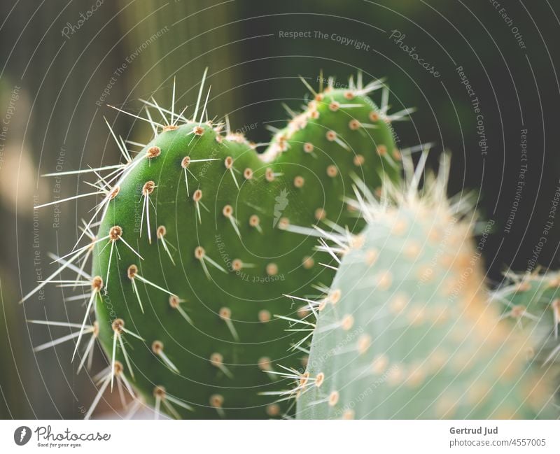 Green heart shaped cactus Flower Flowers and plants Autumn autumn colours Cactus Nature Heart Heart-shaped Thorny prickles blurriness Plant Colour photo