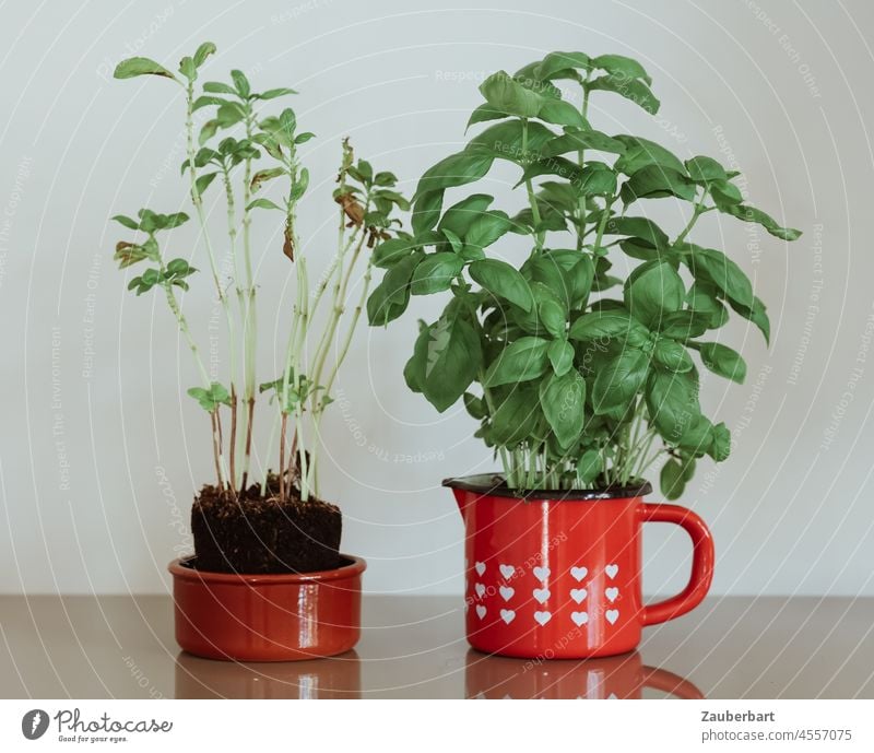 Basil bushes, one fresh and one bare, in red containers. two Bleak harvested Before afterwards Harvest Consumption Cup Red sustainability regrowth Lacking Stalk