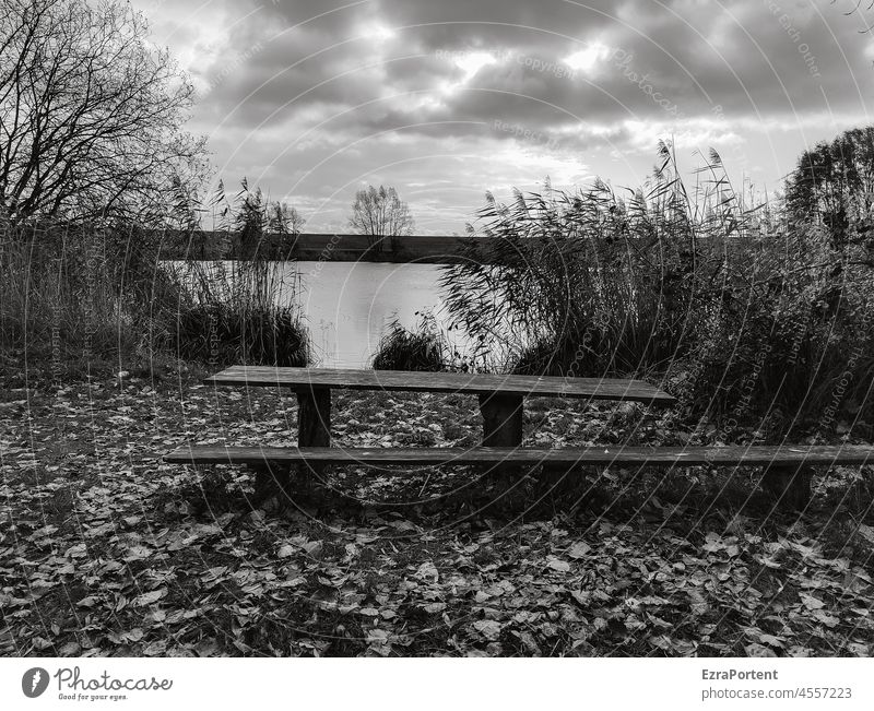 resting place Lake Bench Table Relaxation Nature tranquillity Landscape Tree reed Sky Clouds Calm Black & white photo White Deserted Lakeside