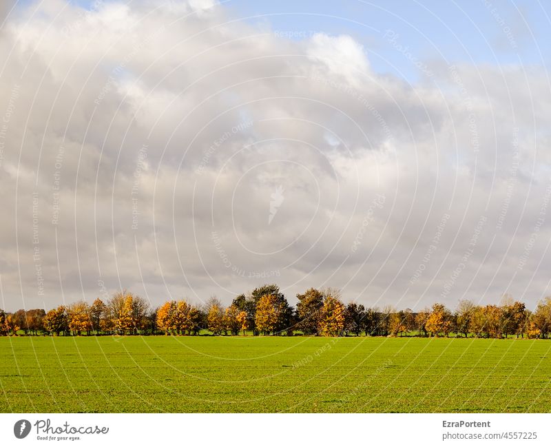 array Landscape Forest Tree Field Sky Clouds Autumn Nature Environment Meadow Green Grass Copy Space top Row Avenue