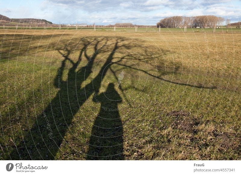 Shadow play- the tree and me Landscape Field Meadow Grass Light Sunlight Beautiful weather Tree Human being Woman take hold of sb./sth. Take a photo Winter Sky