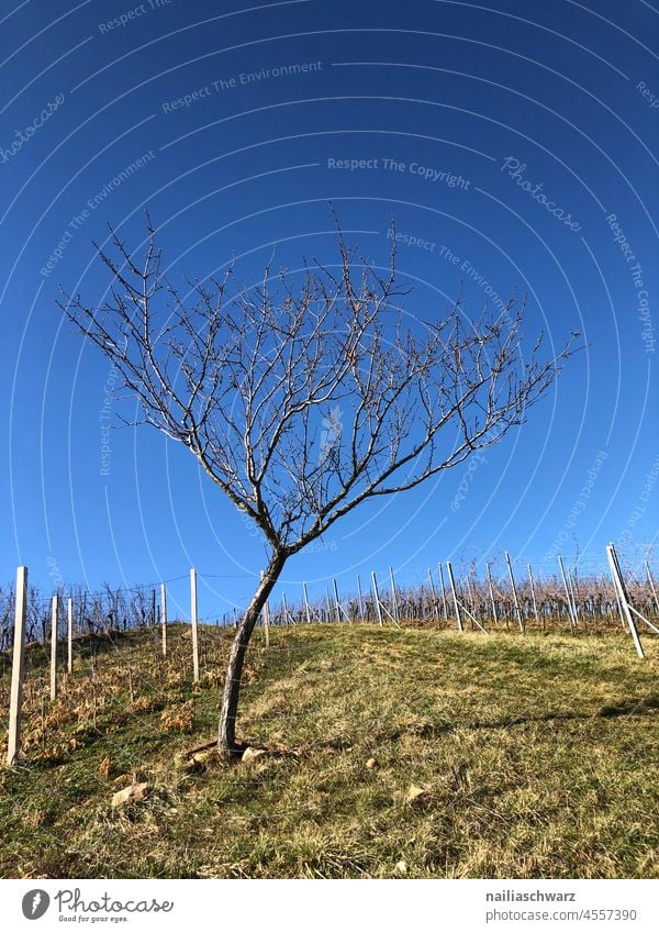 vineyard vineyards Vineyard Wine growing Winery Tree Tree trunk Treetop Sky Spring off Wine industry agriculturally country Picturesque Plant Outdoors grape