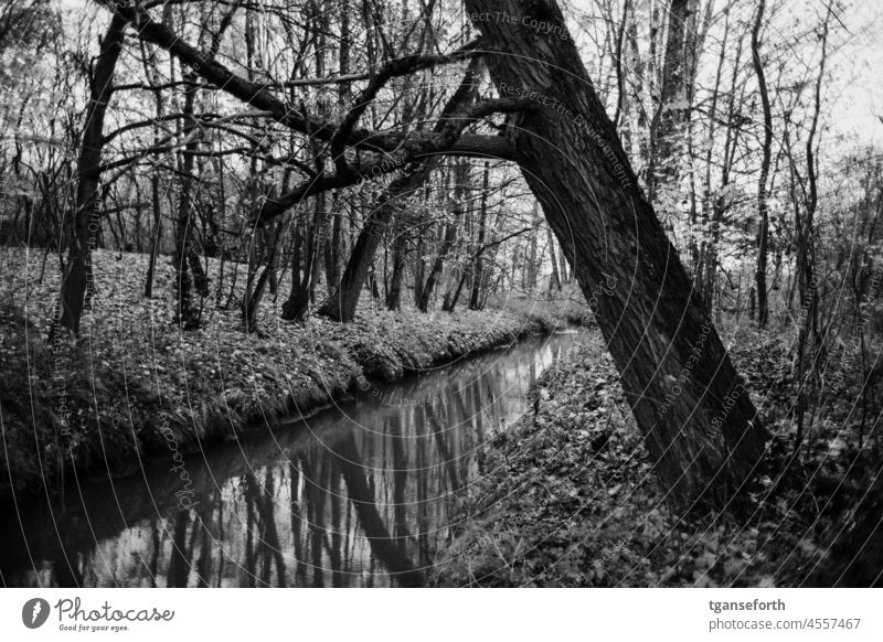 Trees over a canal Channel trees Reflection reflection Landscape Nature Water Deserted Emsland Autumn Environment Calm Exterior shot Surface of water Forest Day