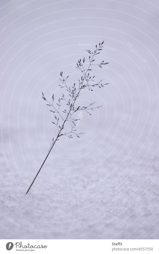 Winter onset | a blade of grass in the snow | untouched Snow Snow layer Untouched onset of winter February snow-covered snowy chill haiku Winter's day Delicate