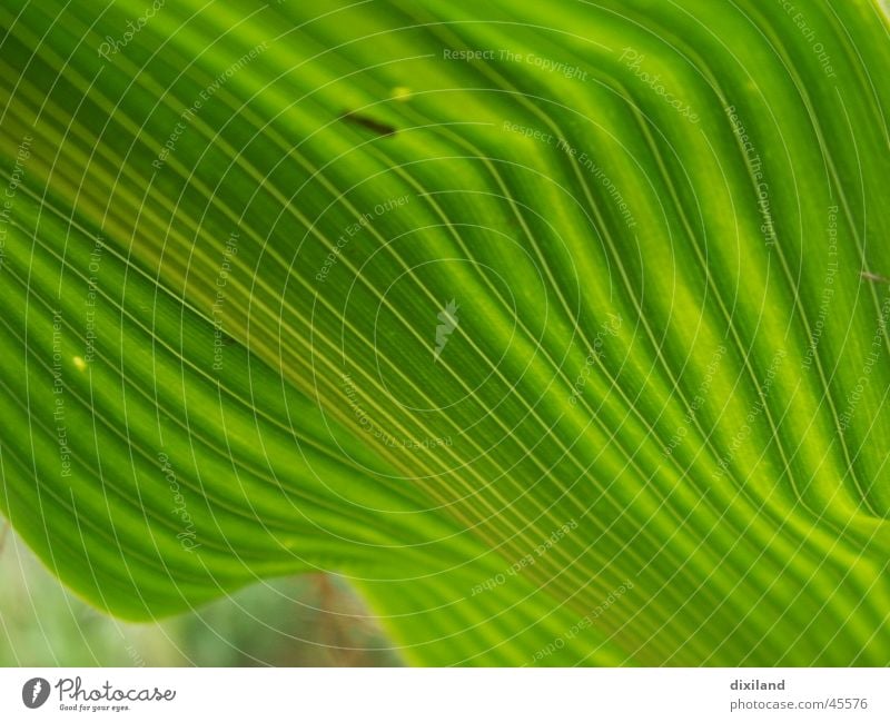 a kink in the optics Leaf Field Agriculture Summer Furrow Shadow Green Diagonal Maize Plant Macro (Extreme close-up)