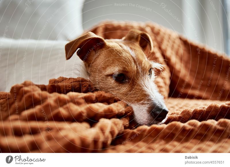 Dog lazing on couch dog pet cute relaxed sleep resting bedroom cozy animal mammal canine looking adorable apartment beautiful day domestic furniture home indoor