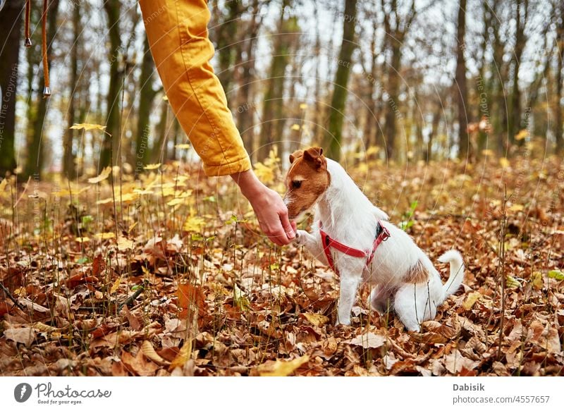 Woman with dog walk in autumn park nature outdoor pet leaf feed season outdoors animal breed canine cheerful companion daytime domestic friend friendship happy
