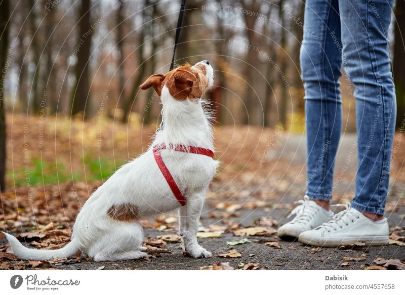 Woman with dog walk in autumn park nature outdoor pet leaf season outdoors animal breed canine cheerful companion daytime domestic friend friendship happy