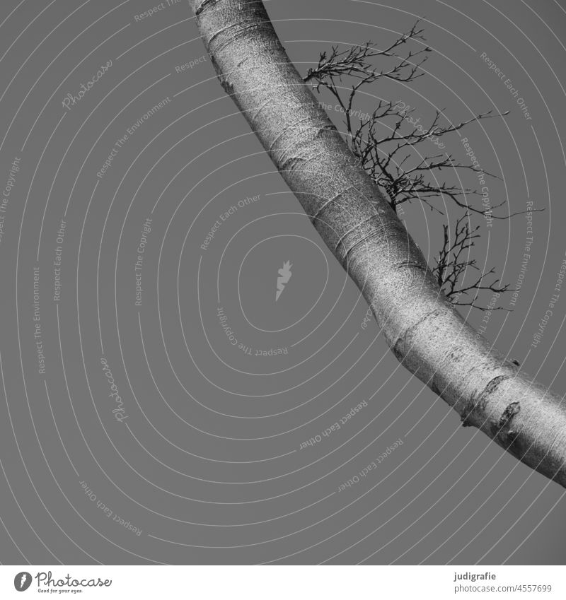 Branch of a beech tree with text space Beech tree Tree Black & white photo silver Silver Twigs and branches Tree bark Gray detailed view Structures and shapes
