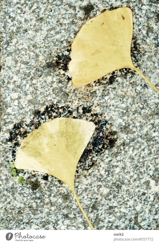 as it were leaves foliage Colour photo Deserted Exterior shot structure Ginko ginkgo leaf Opposite Under Identical Friends Together in common Friendship In love