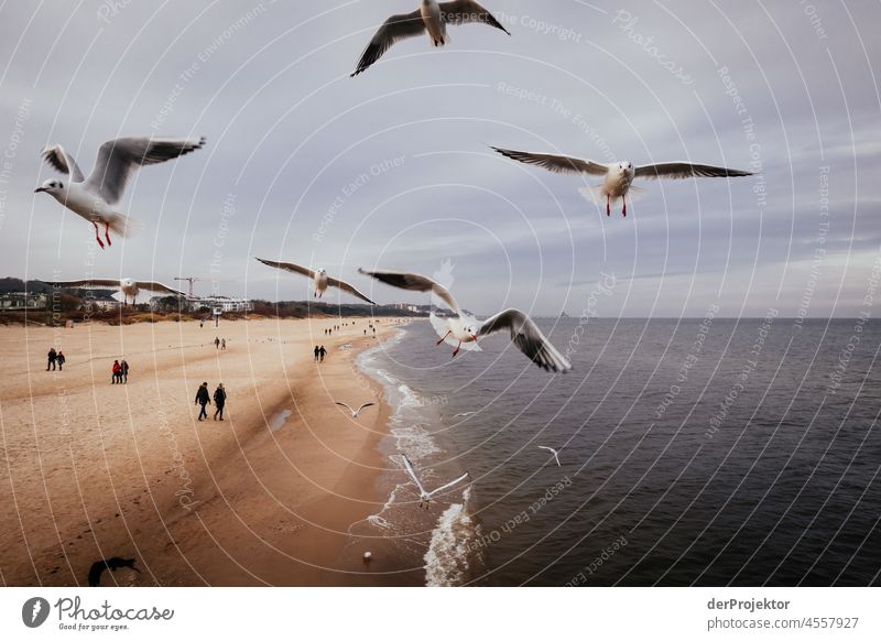 Seagulls flying over the beach of Usedom Blue Mecklenburg-Western Pomerania Germany Island Baltic island Baltic Sea Destination Trip Hiking Discover chill relax