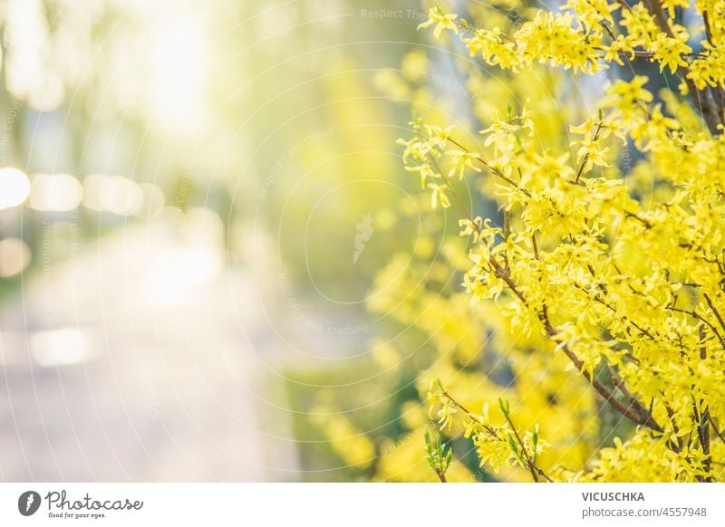 Yellow Forsythia blossom with blurred street background and natural light. Springtime in city with yellow blooming tree. Front view. forsythia springtime