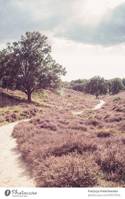 Veluwe Nature Area with Purple Heather Fields in the Netherlands heather Landscape Bushes path pathway Tree