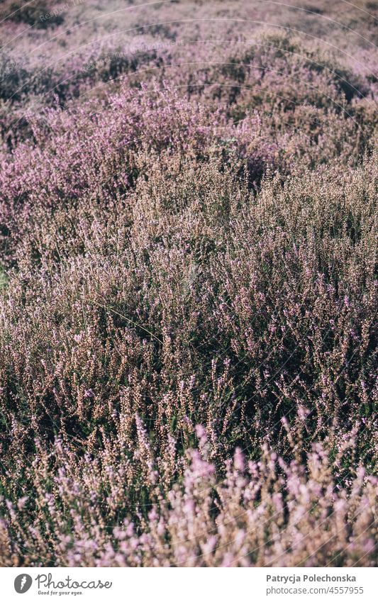 Closeup of blooming purple heather bushes in late summer Purple Plant Bushes closeup Nature Veluwe