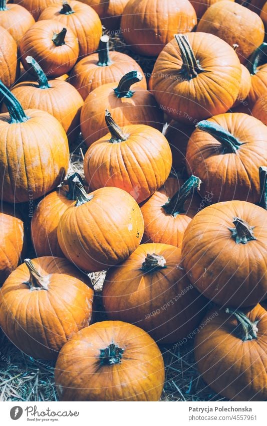 Bunch of pumpkins lying on top of each other in a pile Pumpkin halloween Many Autumn fall Orange