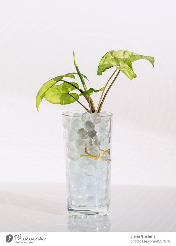 Reproduction of a houseplant syngonium using a hydrogel. Vertical crop. Close up. reproduction indoor balls glass root sapling polymer aqua soil hydro soil
