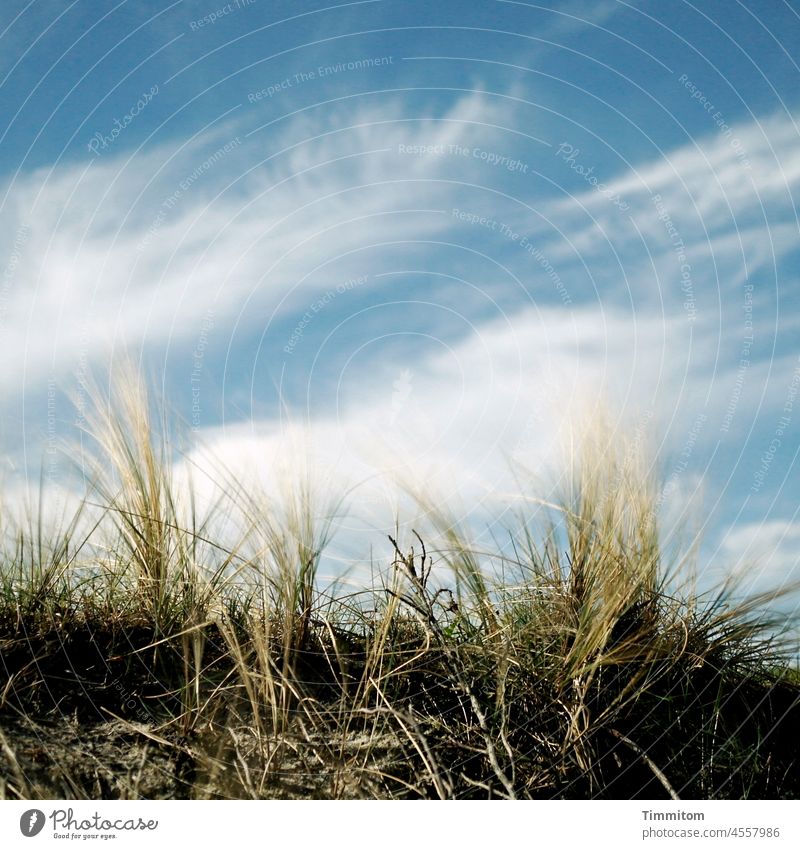 The hair of the giant. The wind blows it quite gently. He sees the clouds. duene Marram grass Movement motion blur Wind Sky Clouds Blue White light and dark