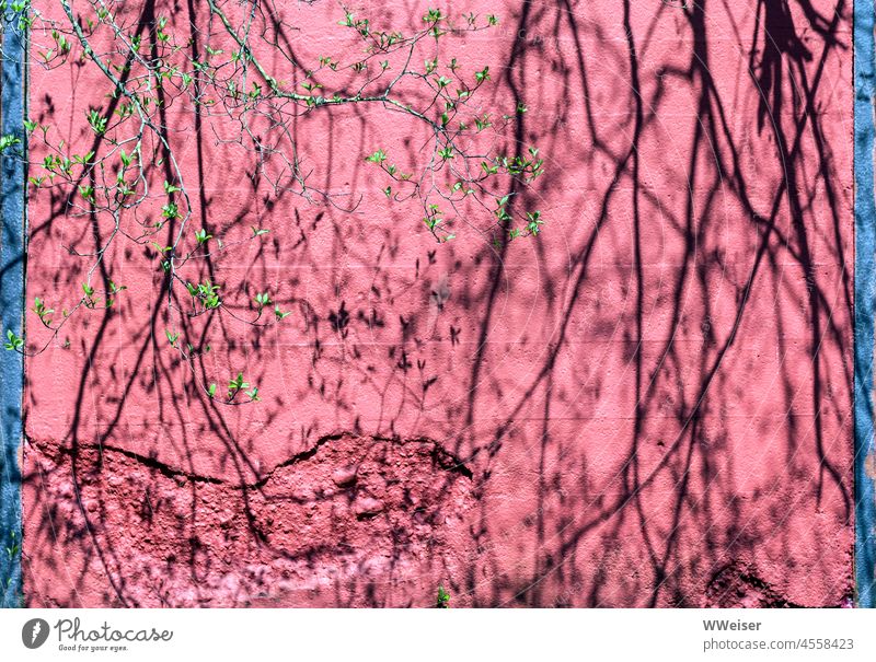 Delicate shadows of a tree fresh in spring on a bright red wall Shadow Tree foliage Spring start Pattern Wall (building) Wall (barrier) Red Pink Bright red Old